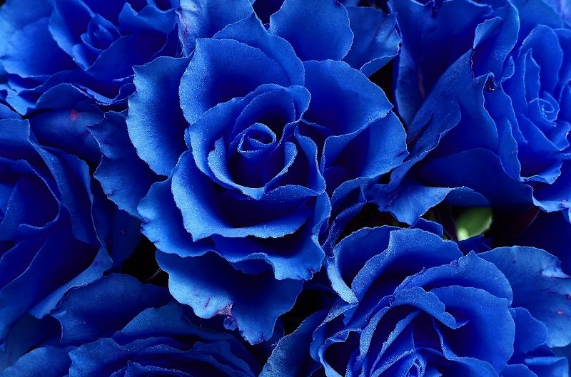 The (ALberto) Blue Rose Tailoring - clothing alterations in El Paso, TX